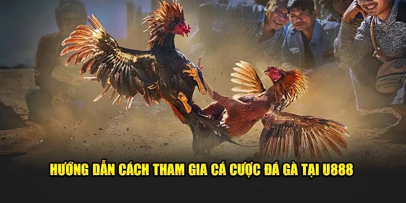 Hướng dẫn cách tham gia cá cược chọi kê tại U888