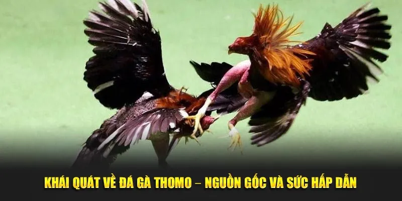 Khái quát về đá gà thomo – nguồn gốc và sức hấp dẫn