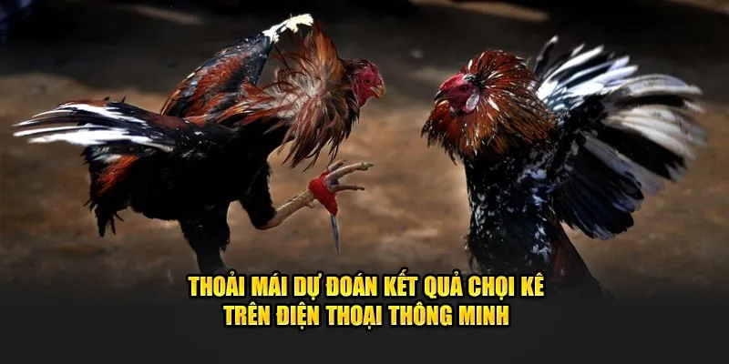 Thoải mái dự đoán kết quả chọi kê trên điện thoại thông minh