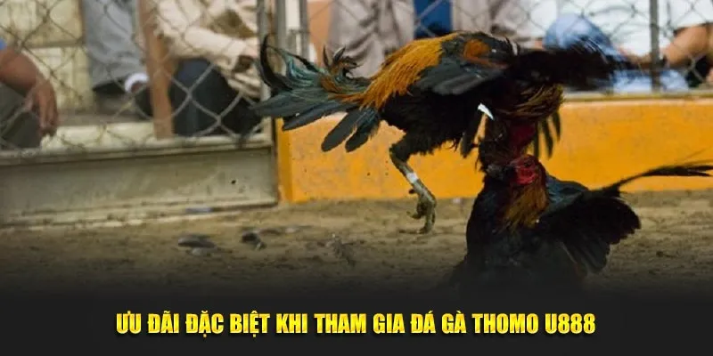 Ưu đãi đặc biệt khi tham gia đá gà thomo U888